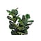 Monarch Specialties Artificial Plant, 32" Tall, Fiddle Tree, Indoor, Faux, Fake, Floor, Greenery, Potted, Real Touch I 9511 - alternate 4